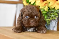 Kaycee, a female Shih Tzu for sale in Anderson, MO – 1 of 8