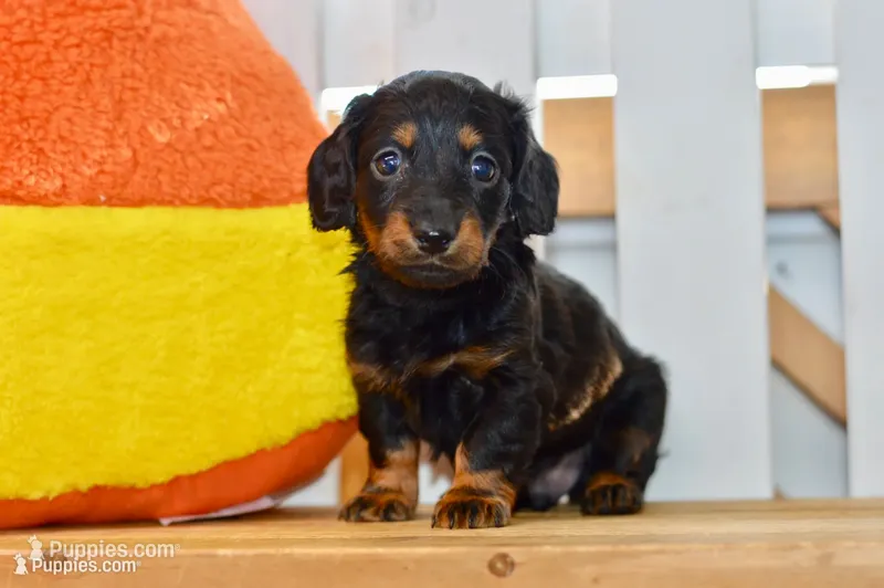 George – Dachshund puppy for sale in Anderson, MO