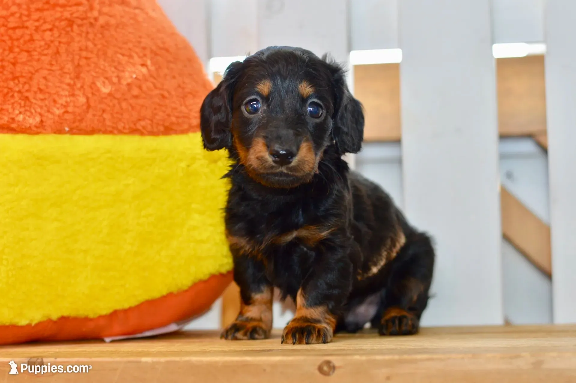 George, a male Dachshund for sale in Anderson, MO – 1 of 8