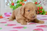 Jude, a male Miniature Goldendoodle for sale in Anderson, MO – 6 of 8