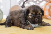 Willow, a female Shih Tzu for sale in Anderson, MO – 2 of 8