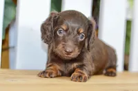 Harper, a female Dachshund for sale in Anderson, MO – 7 of 8