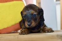 Gabby, a female Dachshund for sale in Anderson, MO – 2 of 8