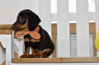 Sybel, a female Miniature Dachshund for sale in Anderson, MO – 4 of 8