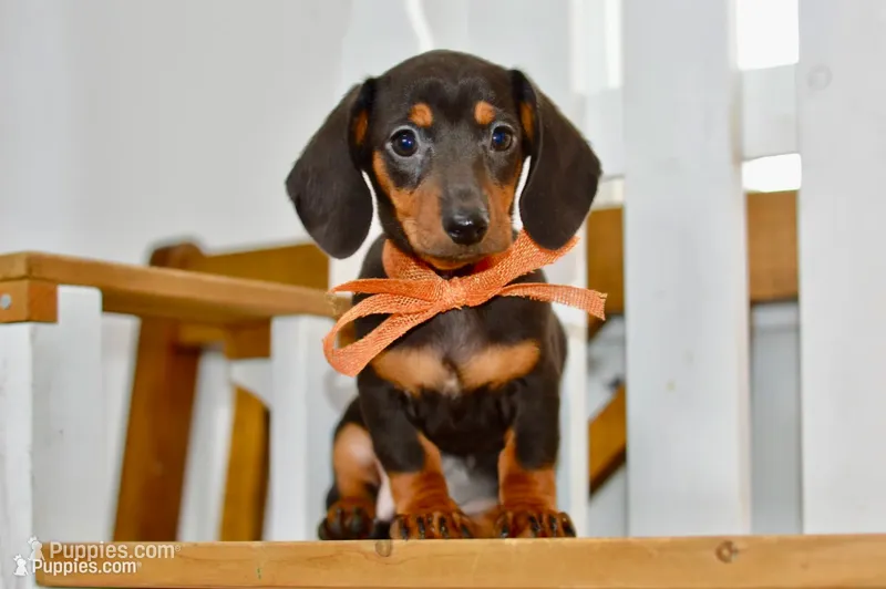 Sofie – Miniature Dachshund puppy for sale in Anderson, MO