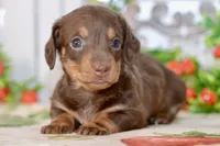 Luna, a female Miniature Dachshund for sale in Anderson, MO – 4 of 8