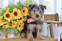 Frank, a male Silky Terrier for sale in Anderson, MO – 6 of 8