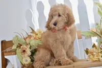 Jake, a male Miniature Goldendoodle for sale in Anderson, MO – 8 of 8