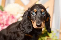 Able, a male Miniature Dachshund for sale in Anderson, MO – 4 of 8