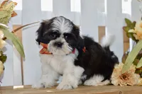 Kiara, a female Shih Tzu for sale in Anderson, MO – 2 of 8