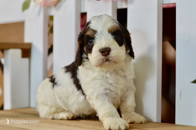 Caleb – Cockapoo puppy for sale in Anderson, MO