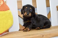George, a male Dachshund for sale in Anderson, MO – 6 of 8