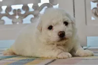 Glenn, a male Bichon Frise for sale in Anderson, MO – 2 of 8