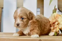 Polly, a female Shihpoo for sale in Anderson, MO – 2 of 8