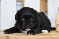 Paige, a female Shihpoo for sale in Anderson, MO – 3 of 9