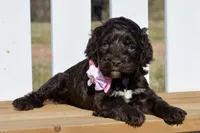 Stella, a female Cockapoo for sale in Anderson, MO – Photo 4 of 8
