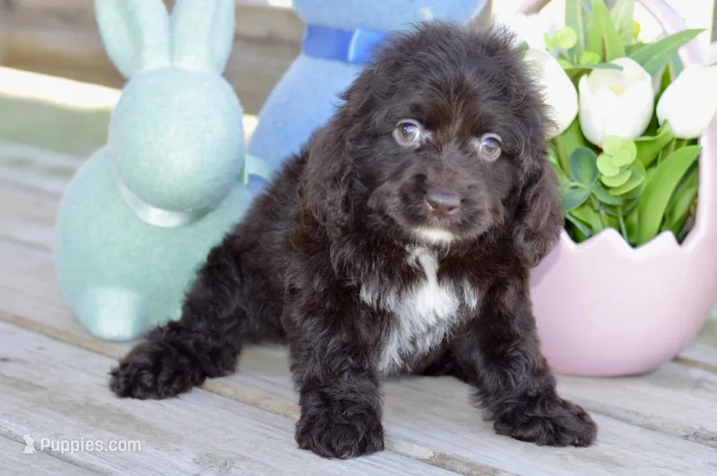 Stella – Cockapoo puppy for sale in Anderson, MO
