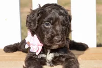 Stella, a female Cockapoo for sale in Anderson, MO – Photo 8 of 8