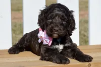 Stella, a female Cockapoo for sale in Anderson, MO – Photo 1 of 8