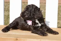 Stella, a female Cockapoo for sale in Anderson, MO – Photo 6 of 8