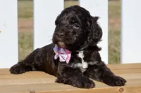 Stella, a female Cockapoo for sale in Anderson, MO – Photo 3 of 8