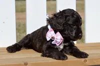 Stella, a female Cockapoo for sale in Anderson, MO – Photo 5 of 8