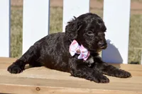Stella, a female Cockapoo for sale in Anderson, MO – Photo 7 of 8