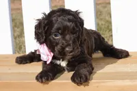 Stella, a female Cockapoo for sale in Anderson, MO – Photo 2 of 8
