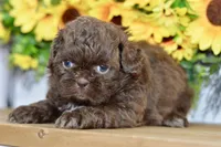 Kaycee, a female Shih Tzu for sale in Anderson, MO – 8 of 8