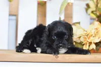 Paige, a female Shihpoo for sale in Anderson, MO – 5 of 9