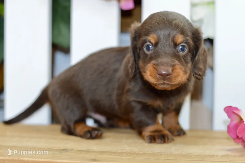 Hendrix – Dachshund puppy for sale in Anderson, MO