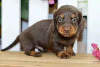 Hendrix, a male Dachshund for sale in Anderson, MO – 1 of 8