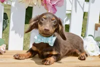 Nash, a female Miniature Dachshund for sale in Anderson, MO – 5 of 8