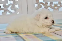 Glenn, a male Bichon Frise for sale in Anderson, MO – 5 of 8