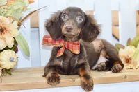 Drew, a male Miniature Dachshund for sale in Anderson, MO – 5 of 8