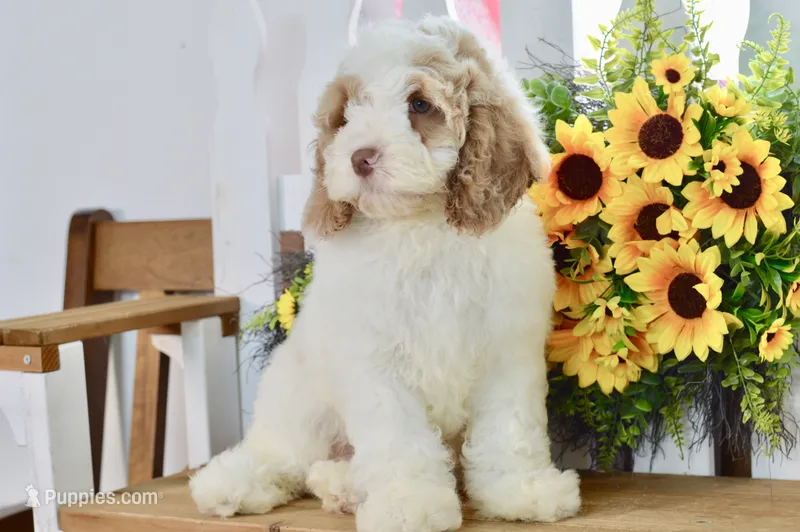 Charles – Cockapoo puppy for sale in Anderson, MO