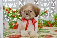 Brett, a male Shih Tzu for sale in Anderson, MO – 5 of 8