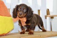 Sam, a male Miniature Dachshund for sale in Anderson, MO – 3 of 8