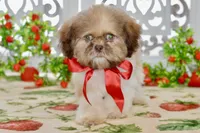 Brett, a male Shih Tzu for sale in Anderson, MO – 4 of 8