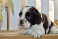 Ryker, a male Cocker Spaniel for sale in Anderson, MO – 4 of 8