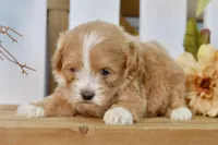 Penny, a female Shihpoo for sale in Anderson, MO – 2 of 8