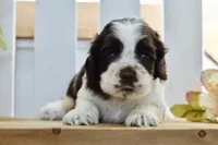 Ryker, a male Cocker Spaniel for sale in Anderson, MO – 6 of 8