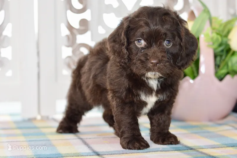 Claudia – Cockapoo puppy for sale in Anderson, MO
