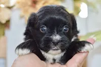 Pearl, a female Shihpoo for sale in Anderson, MO – 2 of 8