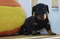 Gitty, a female Dachshund for sale in Anderson, MO – 2 of 8