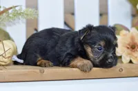 Emma, a female Silky Terrier for sale in Anderson, MO – 4 of 7