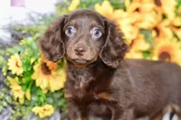 Drew, a male Miniature Dachshund for sale in Anderson, MO – 5 of 8