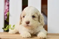 Cora, a female Cockapoo for sale in Anderson, MO – 1 of 8