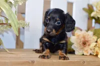 Caden, a male Miniature Dachshund for sale in Anderson, MO – 3 of 8