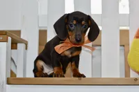 Sofie, a female Miniature Dachshund for sale in Anderson, MO – 8 of 8